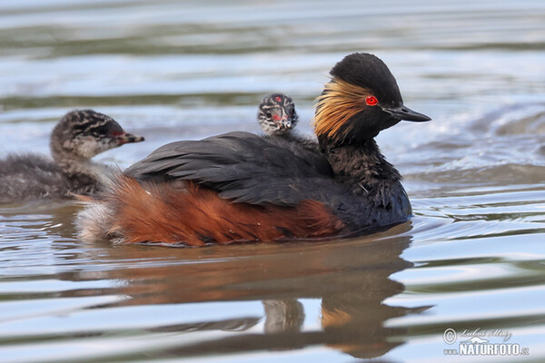 Schwarzhalstaucher (Podiceps nigricollis)