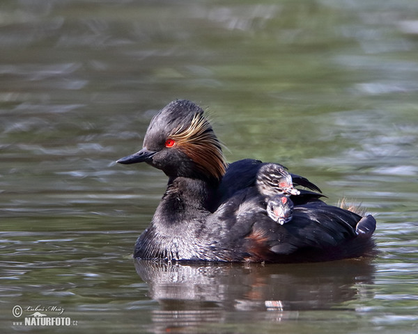 Schwarzhalstaucher (Podiceps nigricollis)