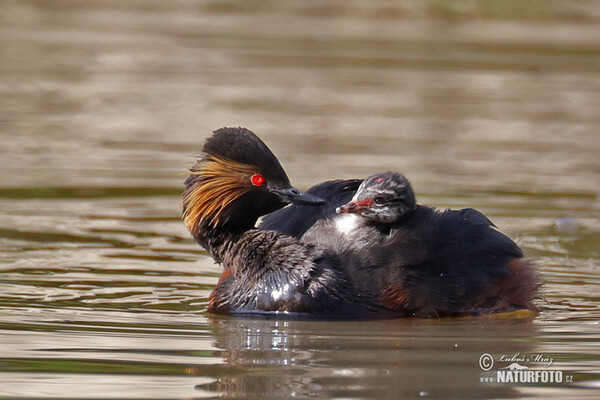 Schwarzhalstaucher (Podiceps nigricollis)