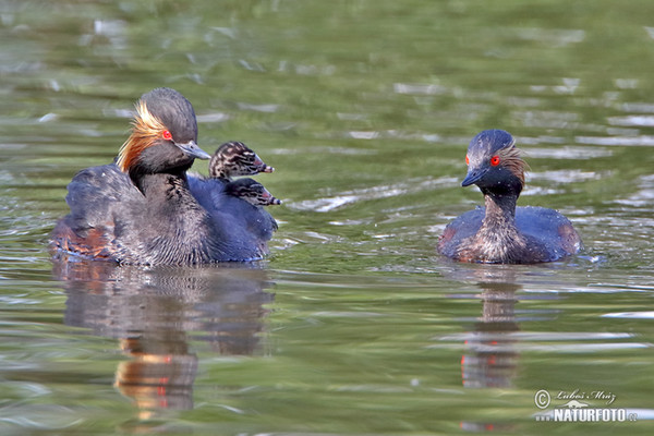 Schwarzhalstaucher (Podiceps nigricollis)