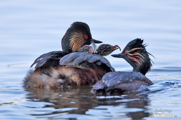 Schwarzhalstaucher (Podiceps nigricollis)