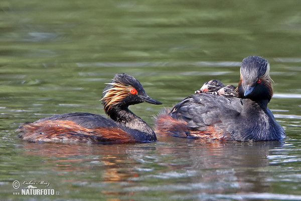 Schwarzhalstaucher (Podiceps nigricollis)