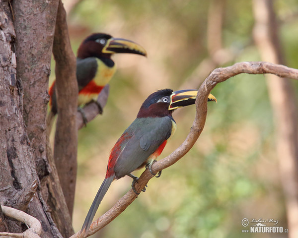 Schwarzkehlararassari (Pteroglossus aracari)