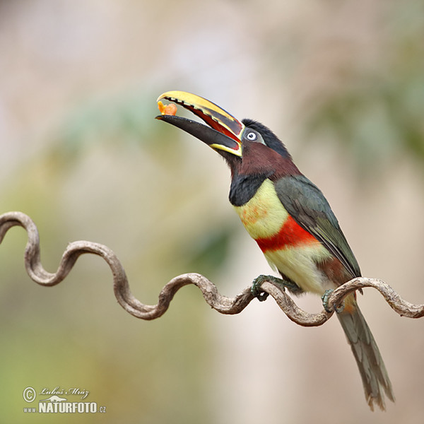 Schwarzkehlararassari (Pteroglossus aracari)