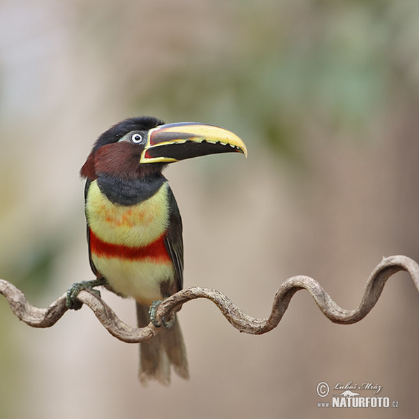 Schwarzkehlararassari (Pteroglossus aracari)