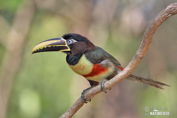 Schwarzkehlararassari (Pteroglossus aracari)