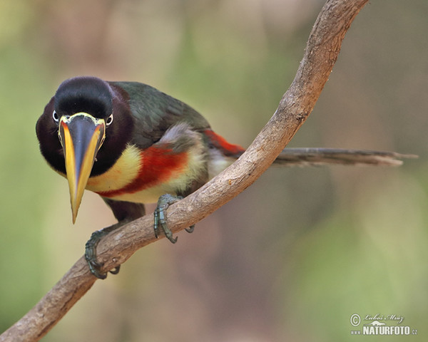 Schwarzkehlararassari (Pteroglossus aracari)