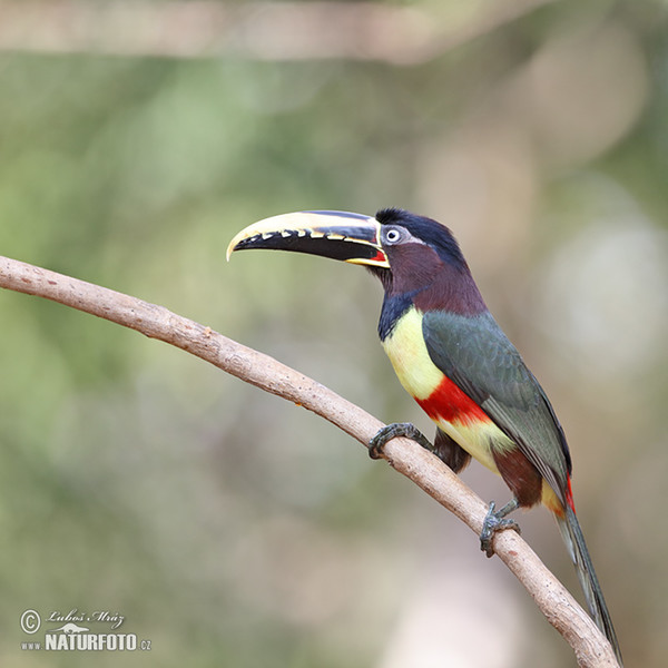 Schwarzkehlararassari (Pteroglossus aracari)