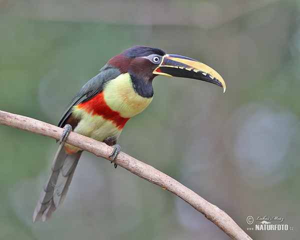 Schwarzkehlararassari (Pteroglossus aracari)