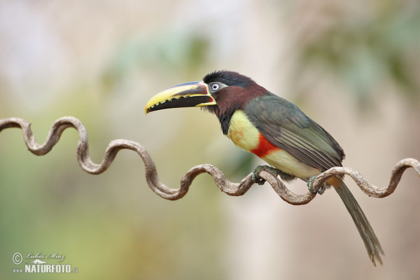 Schwarzkehlararassari (Pteroglossus aracari)