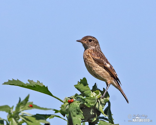 Schwarzkehlchen (Saxicola torquata)