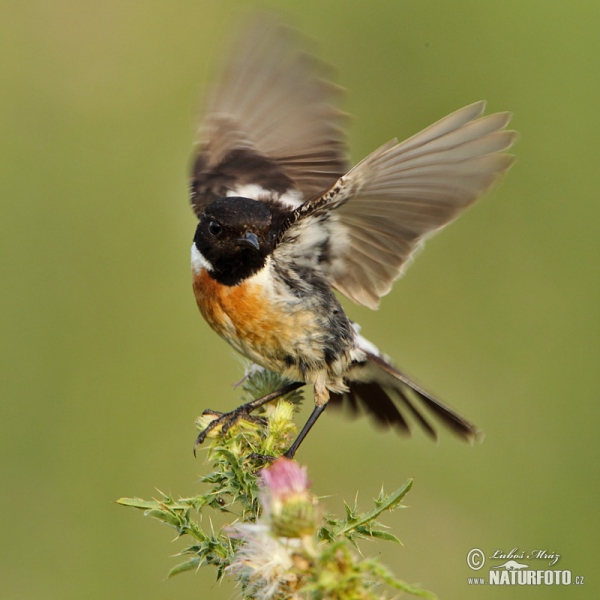 Schwarzkehlchen (Saxicola torquata)