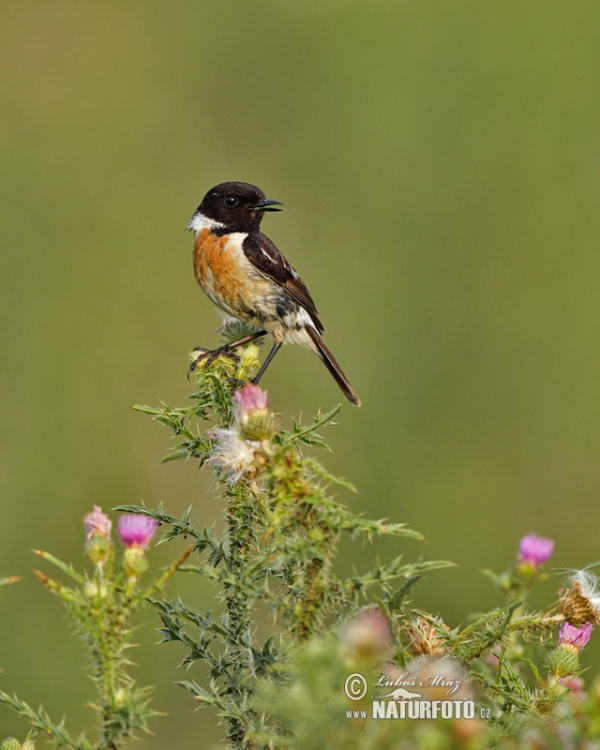 Schwarzkehlchen (Saxicola torquata)