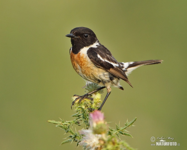 Schwarzkehlchen (Saxicola torquata)