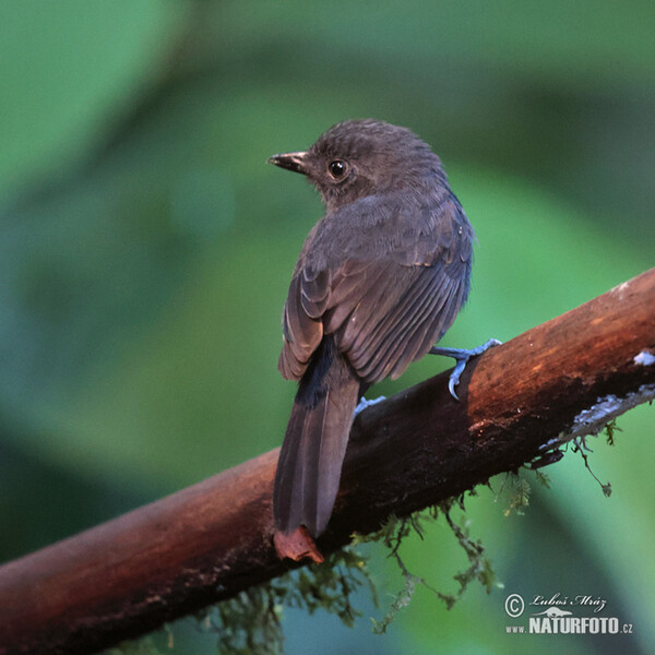 Schwarzkinn-Ameisenvogel (Thamnomanes ardesiacus)