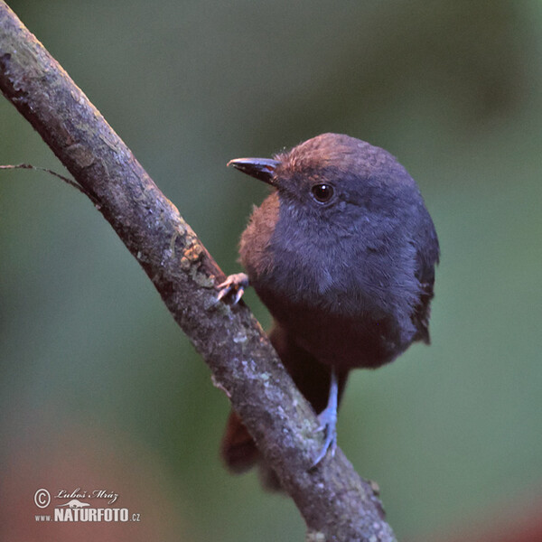 Schwarzkinn-Ameisenvogel (Thamnomanes ardesiacus)