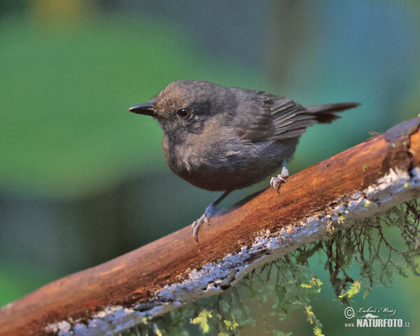 Schwarzkinn-Ameisenvogel (Thamnomanes ardesiacus)