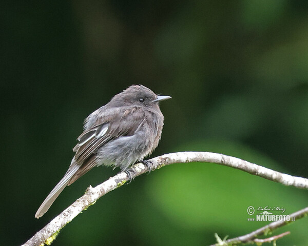 Schwarzkopf-Phoebetyrann (Sayornis nigricans)