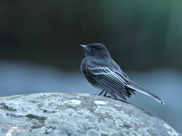 Schwarzkopf-Phoebetyrann (Sayornis nigricans)