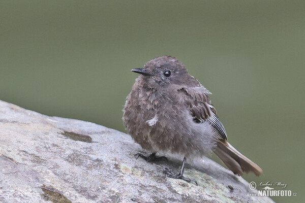 Schwarzkopf-Phoebetyrann (Sayornis nigricans)