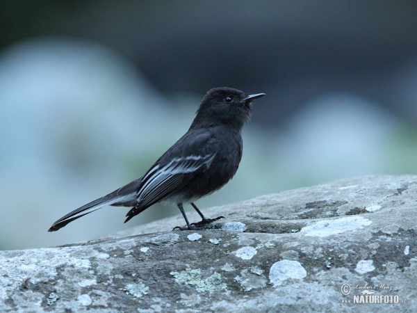 Schwarzkopf-Phoebetyrann (Sayornis nigricans)