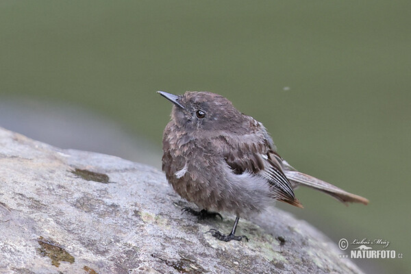 Schwarzkopf-Phoebetyrann (Sayornis nigricans)