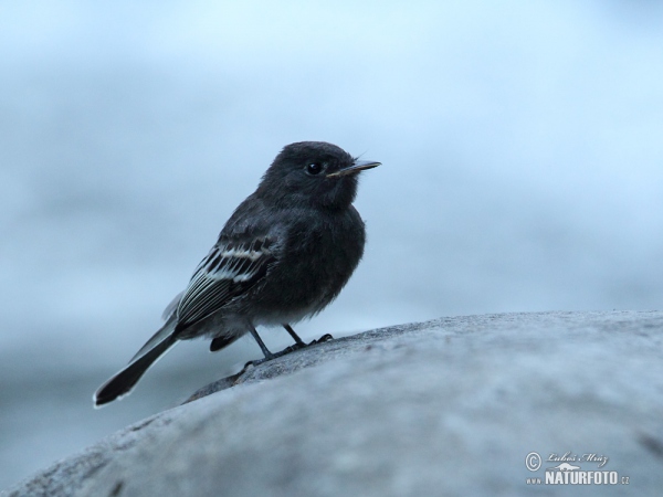 Schwarzkopf-Phoebetyrann (Sayornis nigricans)