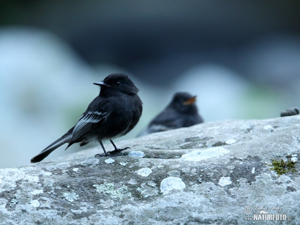 Schwarzkopf-Phoebetyrann (Sayornis nigricans)