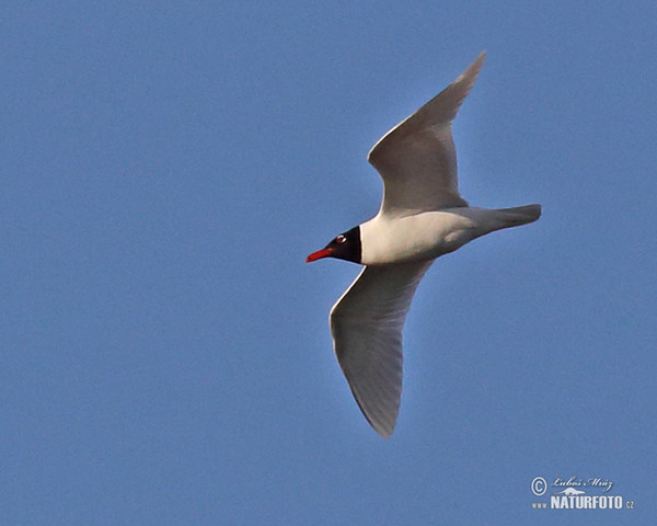 Schwarzkopfmöwe (Larus melanocephalus)