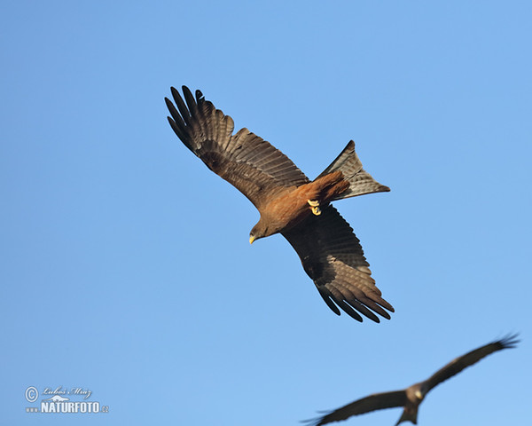 Schwarzmilan (Milvus migrans)