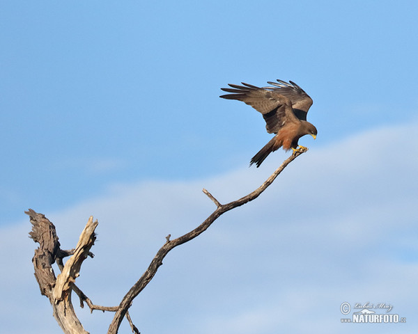 Schwarzmilan (Milvus migrans)