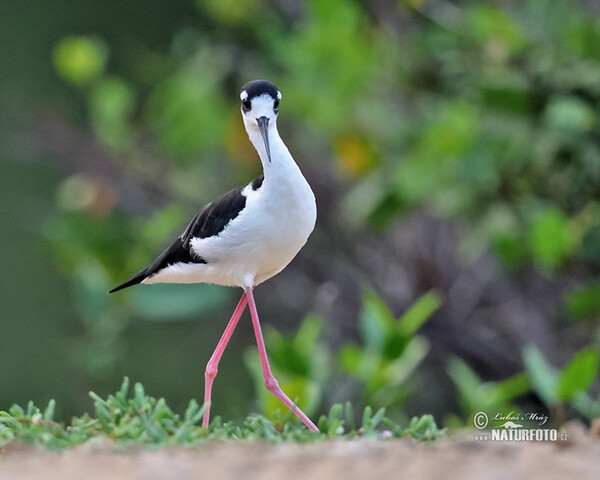 Schwarznacken-Stelzenläufer (Himantopus mexicanus)