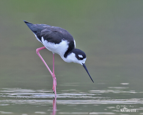 Schwarznacken-Stelzenläufer (Himantopus mexicanus)