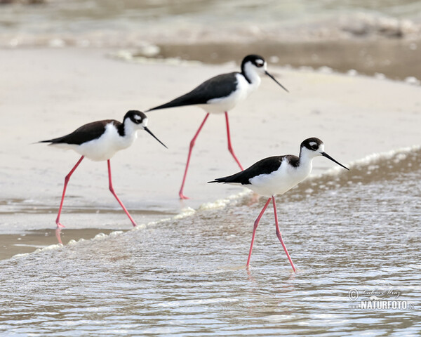 Schwarznacken-Stelzenläufer (Himantopus mexicanus)