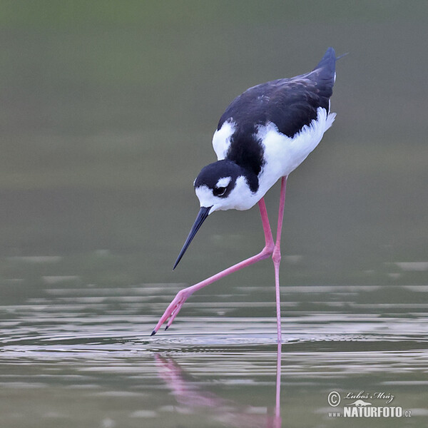 Schwarznacken-Stelzenläufer (Himantopus mexicanus)