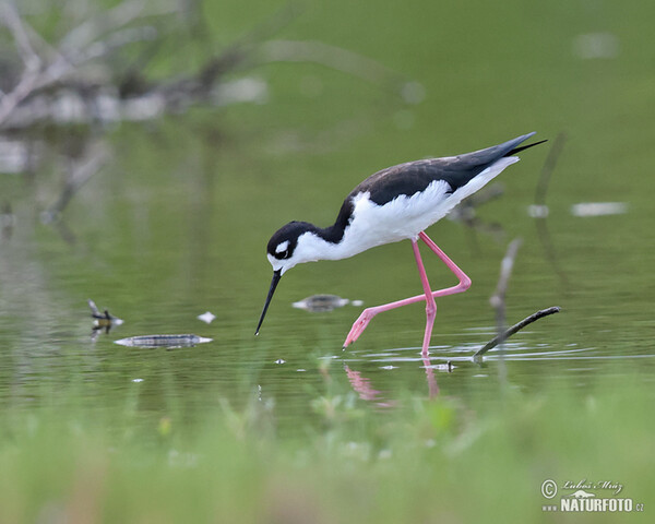 Schwarznacken-Stelzenläufer (Himantopus mexicanus)