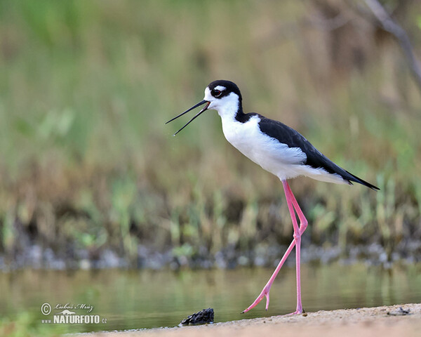 Schwarznacken-Stelzenläufer (Himantopus mexicanus)