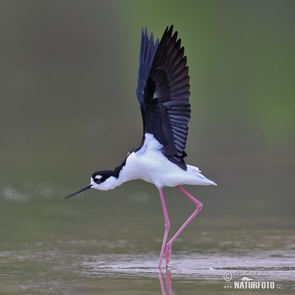 Schwarznacken-Stelzenläufer (Himantopus mexicanus)