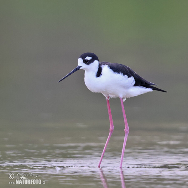 Schwarznacken-Stelzenläufer (Himantopus mexicanus)