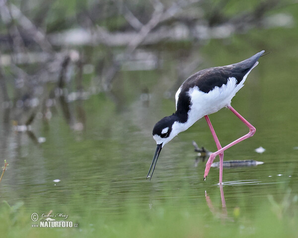 Schwarznacken-Stelzenläufer (Himantopus mexicanus)