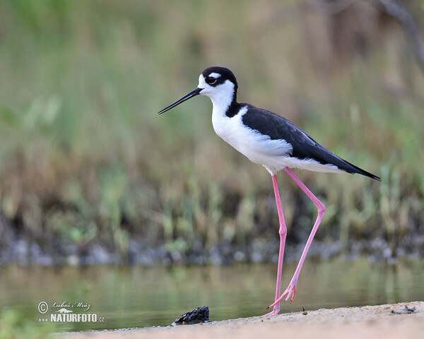 Schwarznacken-Stelzenläufer (Himantopus mexicanus)