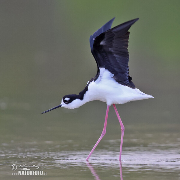 Schwarznacken-Stelzenläufer (Himantopus mexicanus)