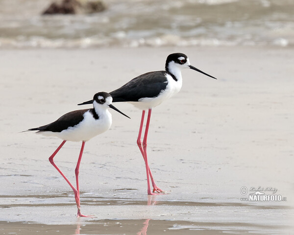 Schwarznacken-Stelzenläufer (Himantopus mexicanus)