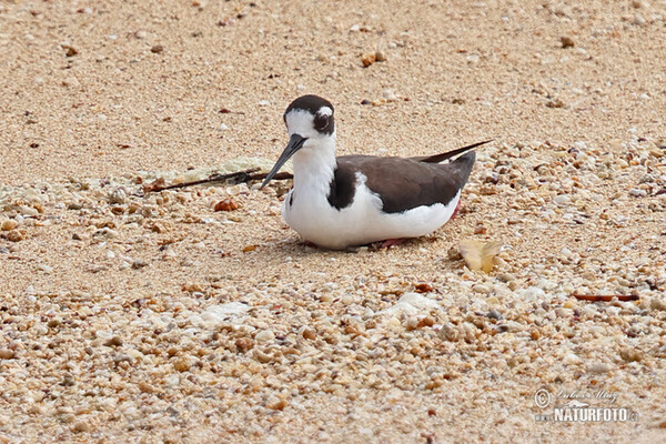 Schwarznacken-Stelzenläufer (Himantopus mexicanus)