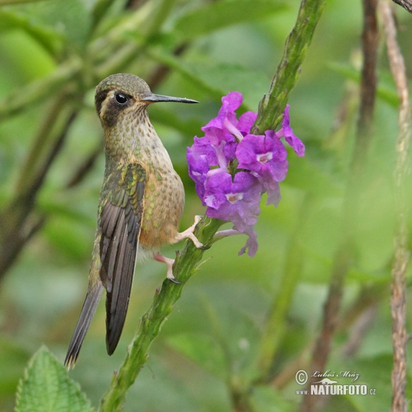 Schwarzohrkolibri (Adelomyia melanogenys)