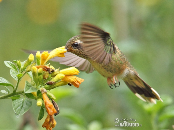 Schwarzohrkolibri (Adelomyia melanogenys)