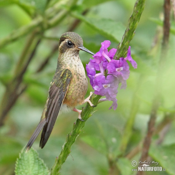 Schwarzohrkolibri (Adelomyia melanogenys)