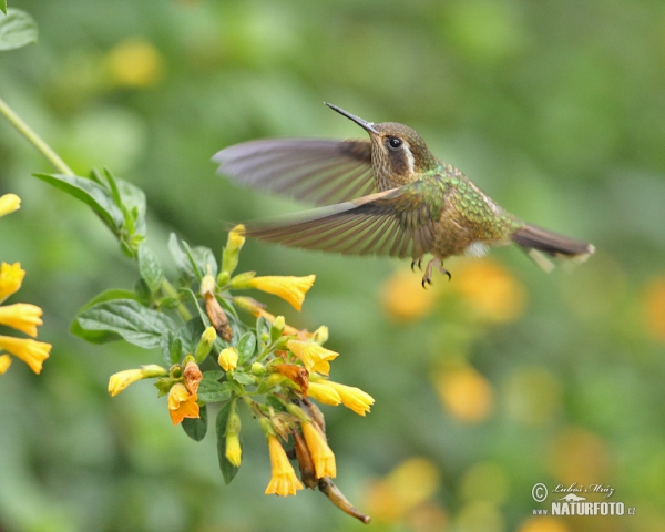 Schwarzohrkolibri (Adelomyia melanogenys)