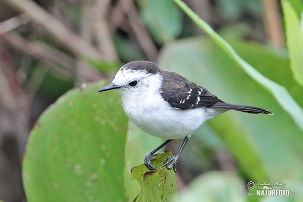 Schwarzrücken-Wassertyrann (Fluvicola albiventer)