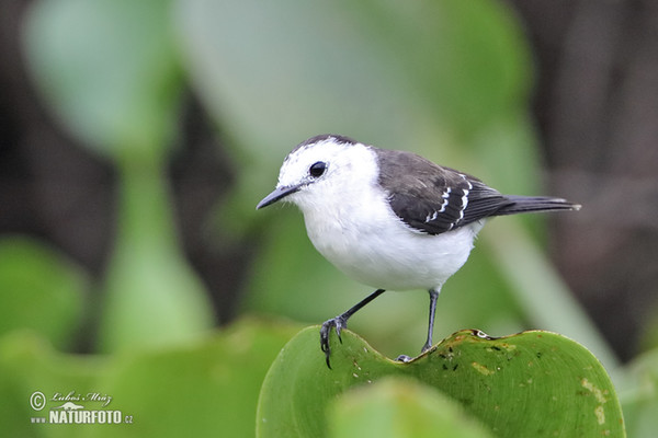 Schwarzrücken-Wassertyrann (Fluvicola albiventer)